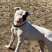 Kilo is registered to the contest to win money with this photo: dog, white_dog, black_patch, outdoor, grass, pet, animal, collar, curious, head_tilt, sunlight, daytime, canine, standing, mammal, friendly, alert, domestic_animal, nature, playful