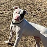 dog, white_dog, black_patch, outdoor, grass, pet, animal, collar, curious, head_tilt, sunlight, daytime, canine, standing, mammal, friendly, alert, domestic_animal, nature, playful