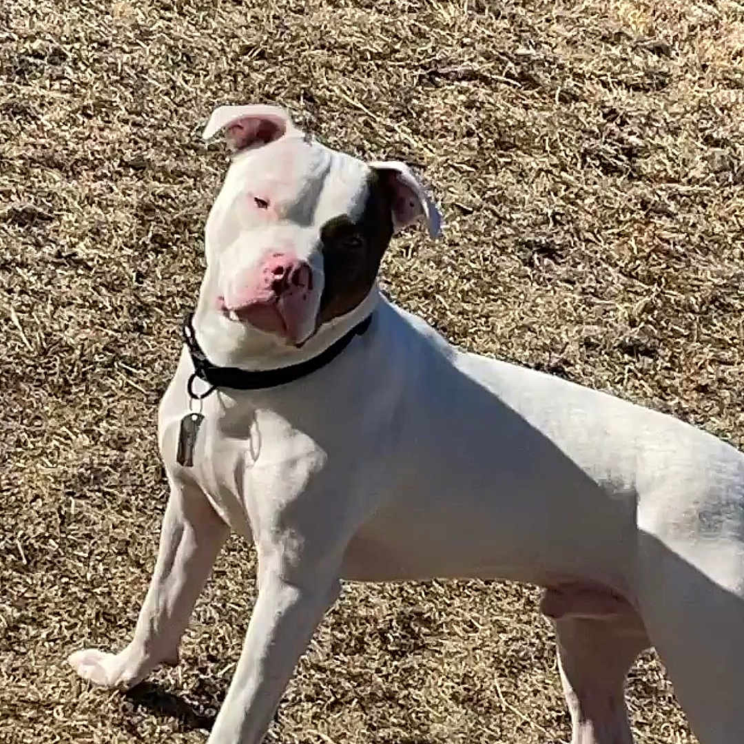 Kilo is registered to the contest to win money with this photo: dog, white_dog, black_patch, outdoor, grass, pet, animal, collar, curious, head_tilt, sunlight, daytime, canine, standing, mammal, friendly, alert, domestic_animal, nature, playful