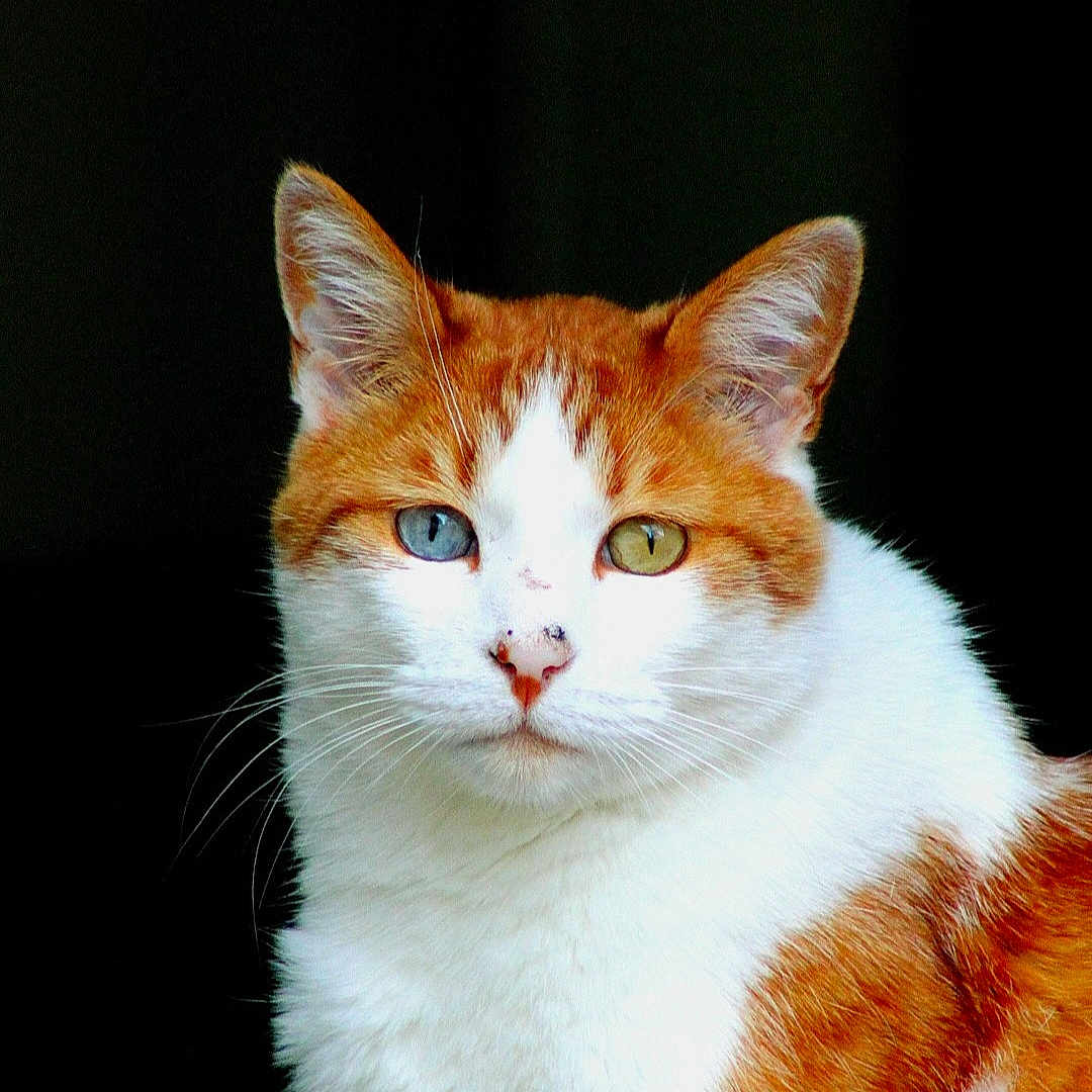 Noopy a rejoint le concours — aidez-le/la à gagner de superbes lots ! abyssinian, angora, animal, cat, kitten, manx, pet, siamese