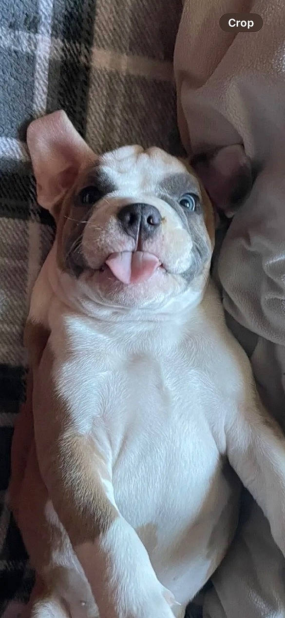 Cannoli joined the competition — help win amazing prizes! bulldog, canidae, carnivore, comfort, companion_dog, dog, dog_breed, ear, eye, fawn, flesh, fur, head, snout, sporting_group, terrestrial_animal, toy_dog, whiskers, working_animal, wrinkle