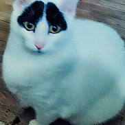 Bandit is registered to the contest to win money with this photo: animal, black_markings, cat, close_up, curious, cute, domestic_cat, ears, eyes, feline, fur, house_pet, indoor, looking_up, pet, portrait, sitting, whiskers, white_cat, wooden_floor