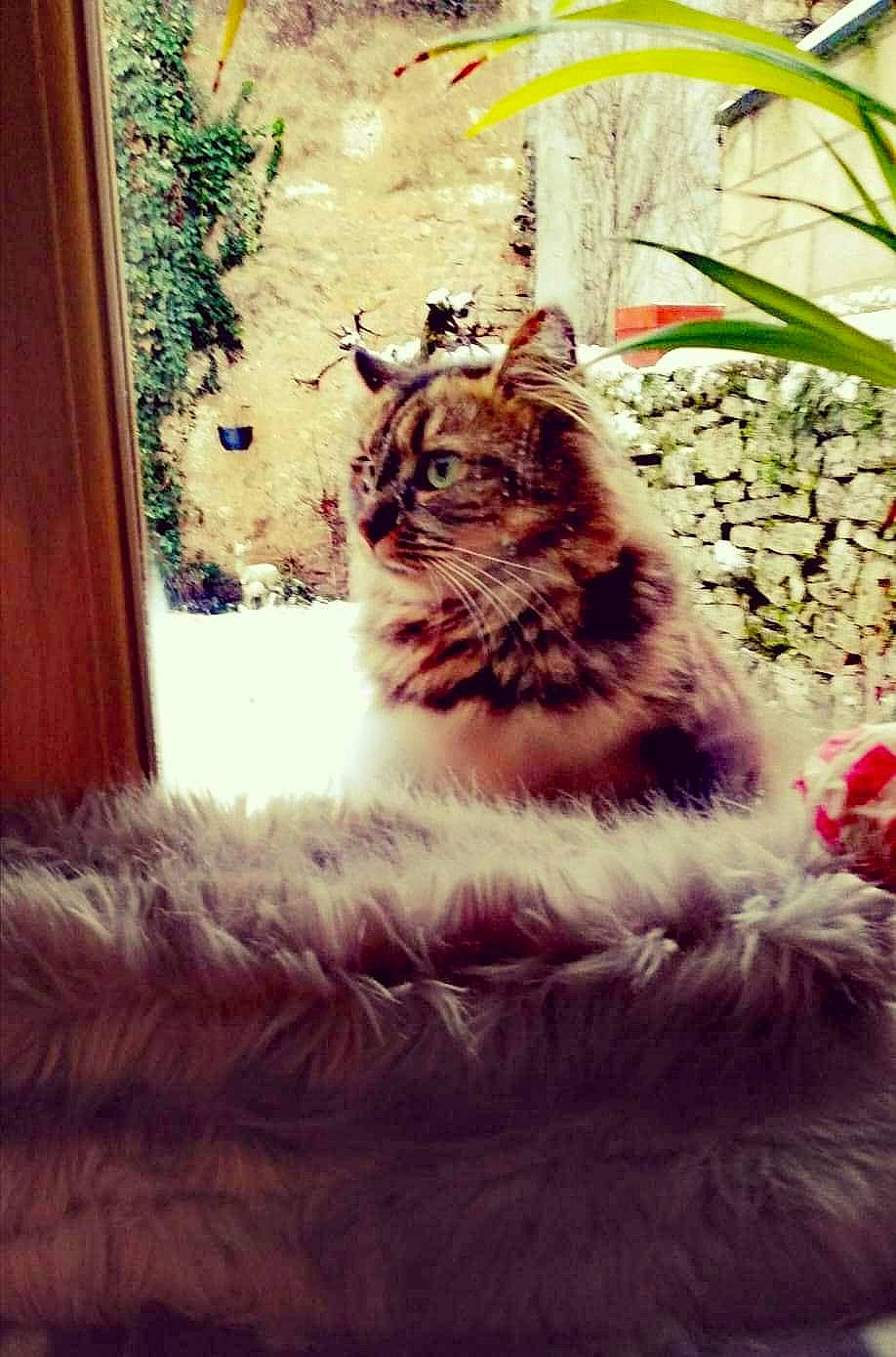 Nouchka a rejoint le concours — aidez-le/la à gagner de superbes lots ! carnivore, cat, door, eye, fawn, felidae, flowerpot, fur, grass, houseplant, plant, small_to_medium_sized_cats, snout, tail, terrestrial_animal, tints_and_shades, tree, whiskers, window, wood