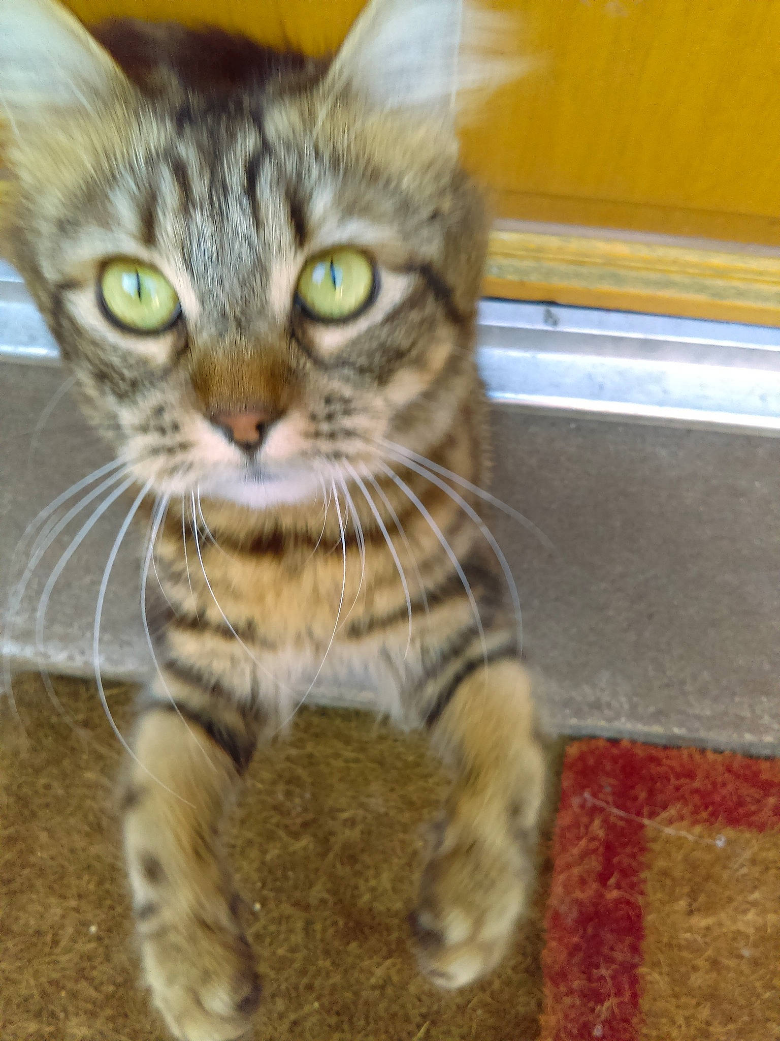 Nounouche a rejoint le concours — aidez-le/la à gagner de superbes lots ! aegean_cat, american_bobtail, american_shorthair, american_wirehair, asian, carnivore, cat, domestic_short_haired_cat, dragon_li, european_shorthair, felidae, kitten, maine_coon, mammal, polydactyl_cat, small_to_medium_sized_cats, snout, tabby_cat, toyger, whiskers