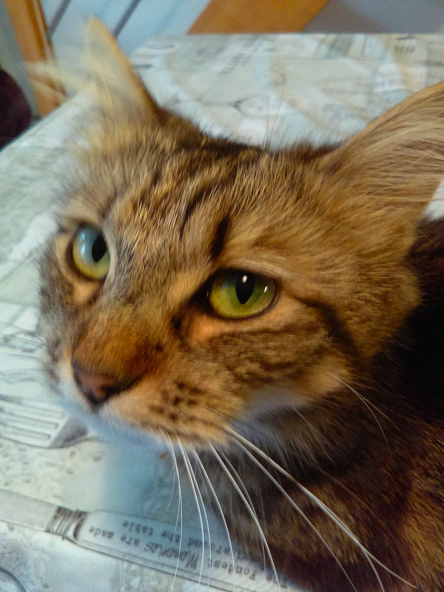 Nounouche participe au concours pour gagner de l'argent avec cette photo : aegean_cat, asian, australian_mist, carnivore, cat, close_up, domestic_short_haired_cat, dragon_li, european_shorthair, eye, felidae, maine_coon, mammal, pixie_bob, small_to_medium_sized_cats, snout, somali, tabby_cat, vertebrate, whiskers