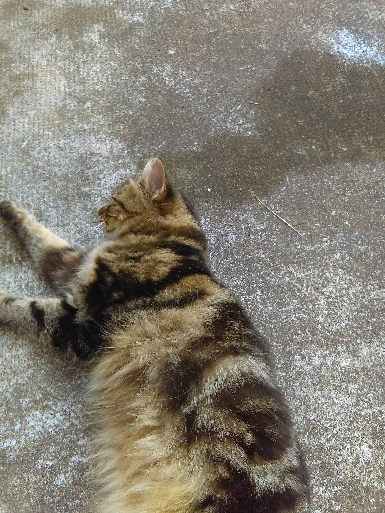 Nounouche a rejoint le concours — aidez-le/la à gagner de superbes lots ! asian, bengal, carnivore, cat, domestic_short_haired_cat, dragon_li, european_shorthair, fawn, felidae, fur, kitten, paw, polydactyl_cat, sand, small_to_medium_sized_cats, tabby_cat, tail, whiskers, wild_cat