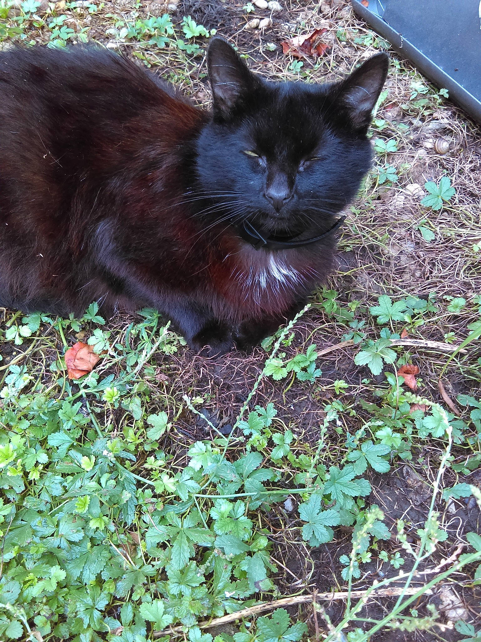 Mimie participe au concours pour gagner de l'argent avec cette photo : asian, asian_semi_longhair, black_cat, bombay, carnivore, cat, domestic_long_haired_cat, domestic_short_haired_cat, felidae, german_rex, grass, mammal, plant, small_to_medium_sized_cats, whiskers