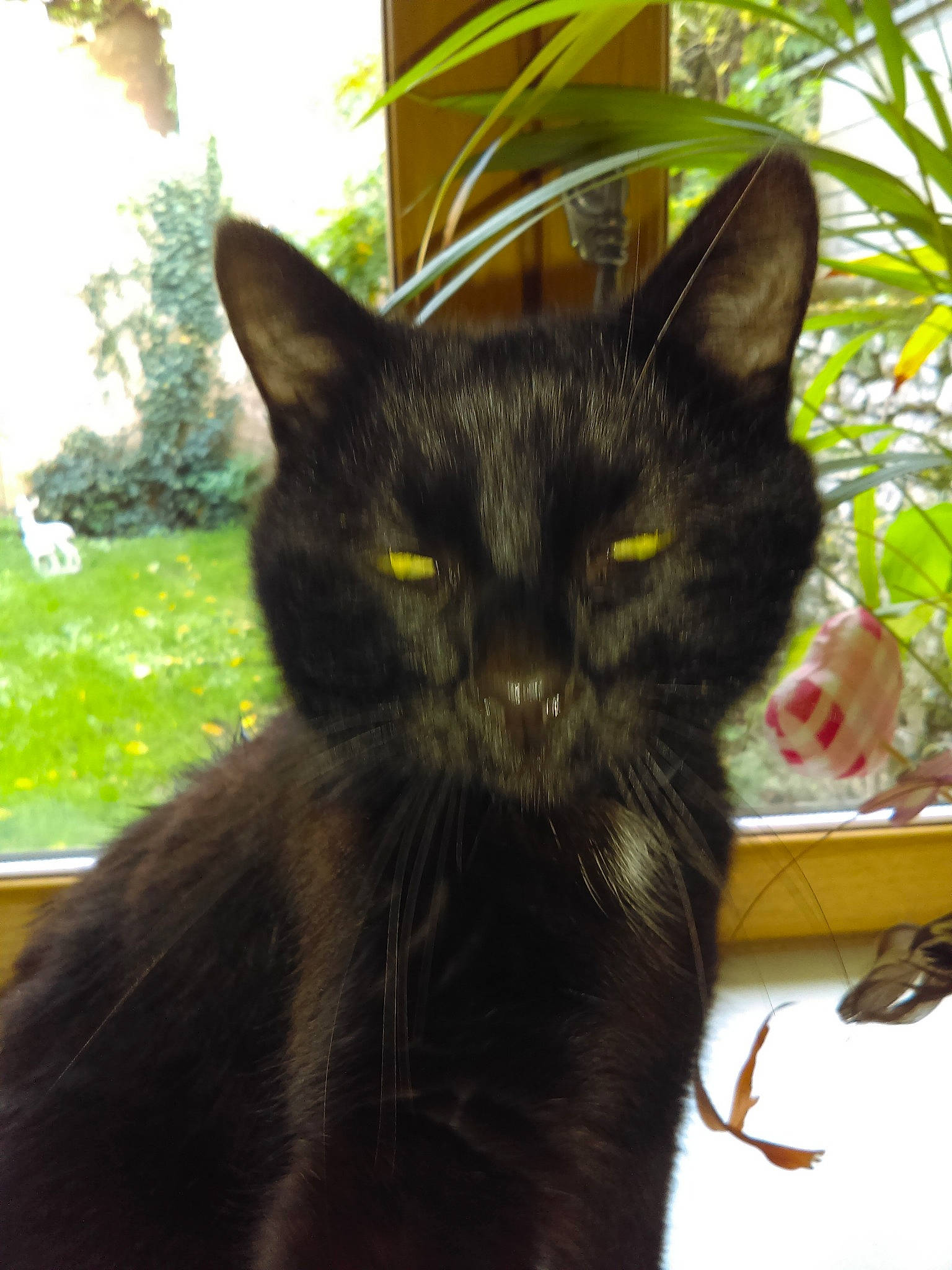 Mimie participe au concours pour gagner de l'argent avec cette photo : asian, black, black_cat, bombay, burmese, carnivore, cat, domestic_short_haired_cat, ear, eye, felidae, fur, kitten, mammal, plant, polydactyl_cat, small_to_medium_sized_cats, snout, tail, whiskers