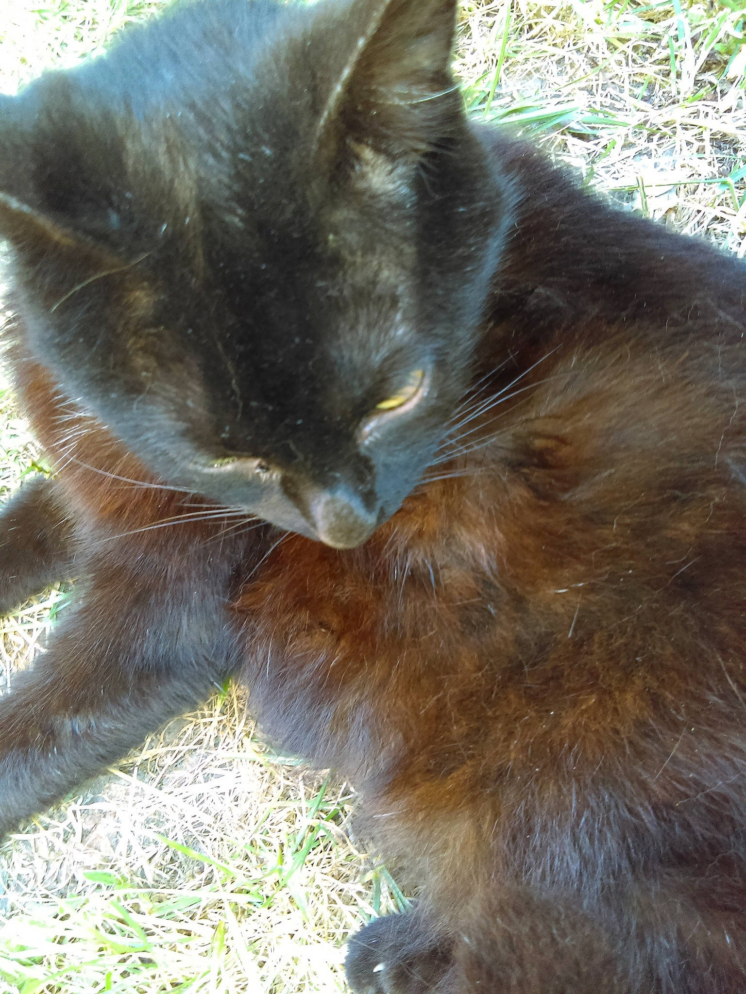 Mimie participe au concours pour gagner de l'argent avec cette photo : black_cat, burmese, carnivore, cat, chartreux, domestic_short_haired_cat, fawn, felidae, fur, korat, nebelung, small_to_medium_sized_cats, snout, tail, whiskers