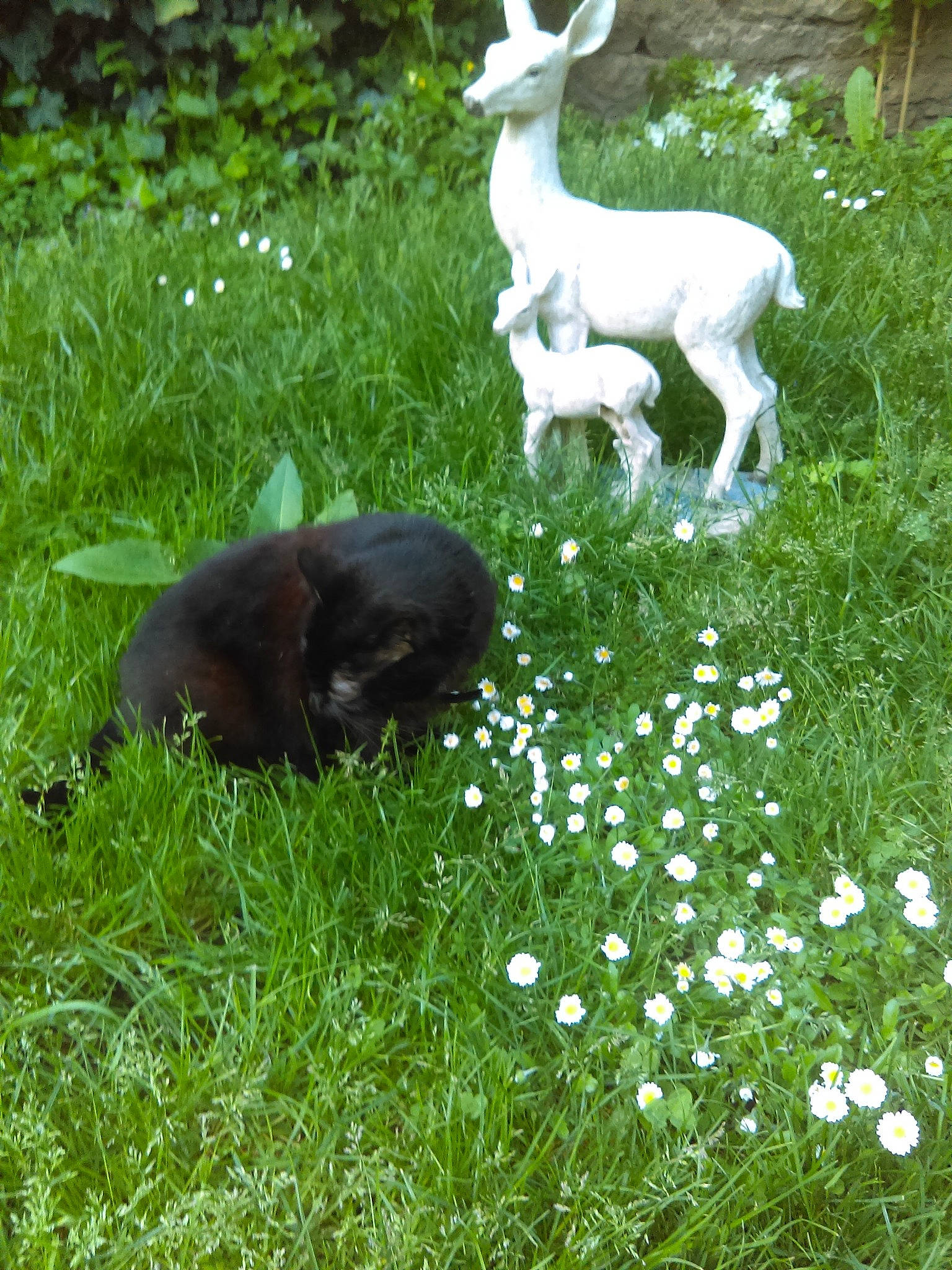 Mimie a rejoint le concours — aidez-le/la à gagner de superbes lots ! canidae, deer, fawn, grass, groundcover, meadow, pasture, plant