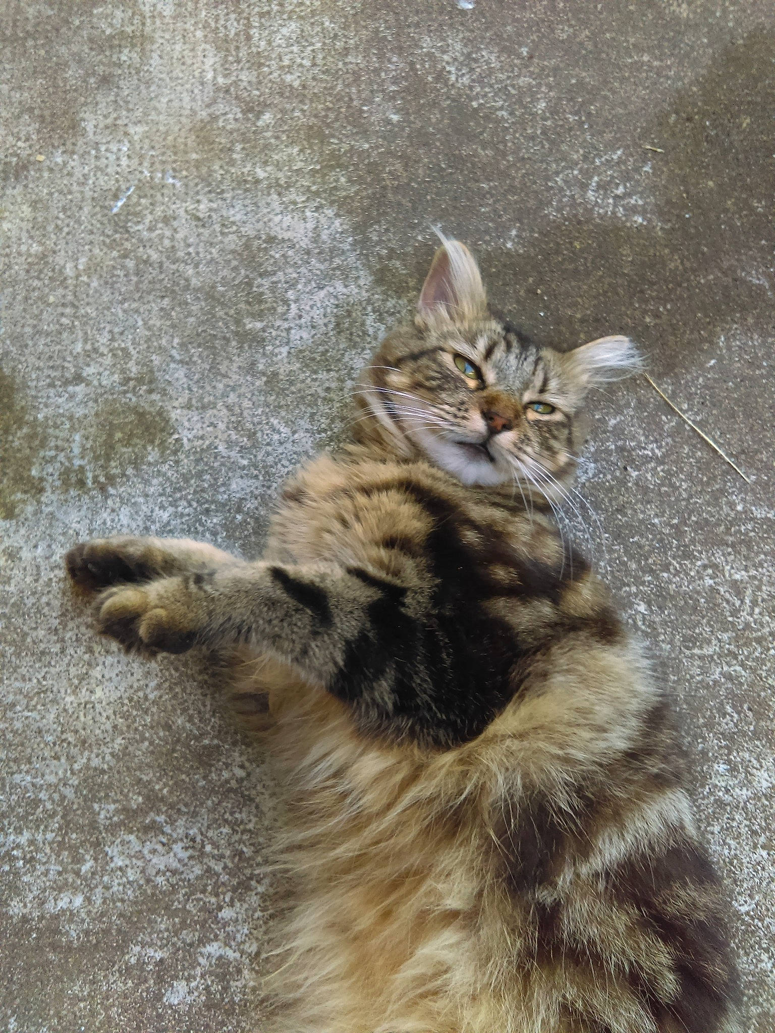 Iona participe au concours pour gagner de l'argent avec cette photo : aegean_cat, carnivore, cat, dragon_li, european_shorthair, felidae, fur, kitten, maine_coon, norwegian_forest_cat, pixie_bob, polydactyl_cat, rusty_spotted_cat, siberian, small_to_medium_sized_cats, sokoke, tabby_cat, tail, whiskers, wild_cat