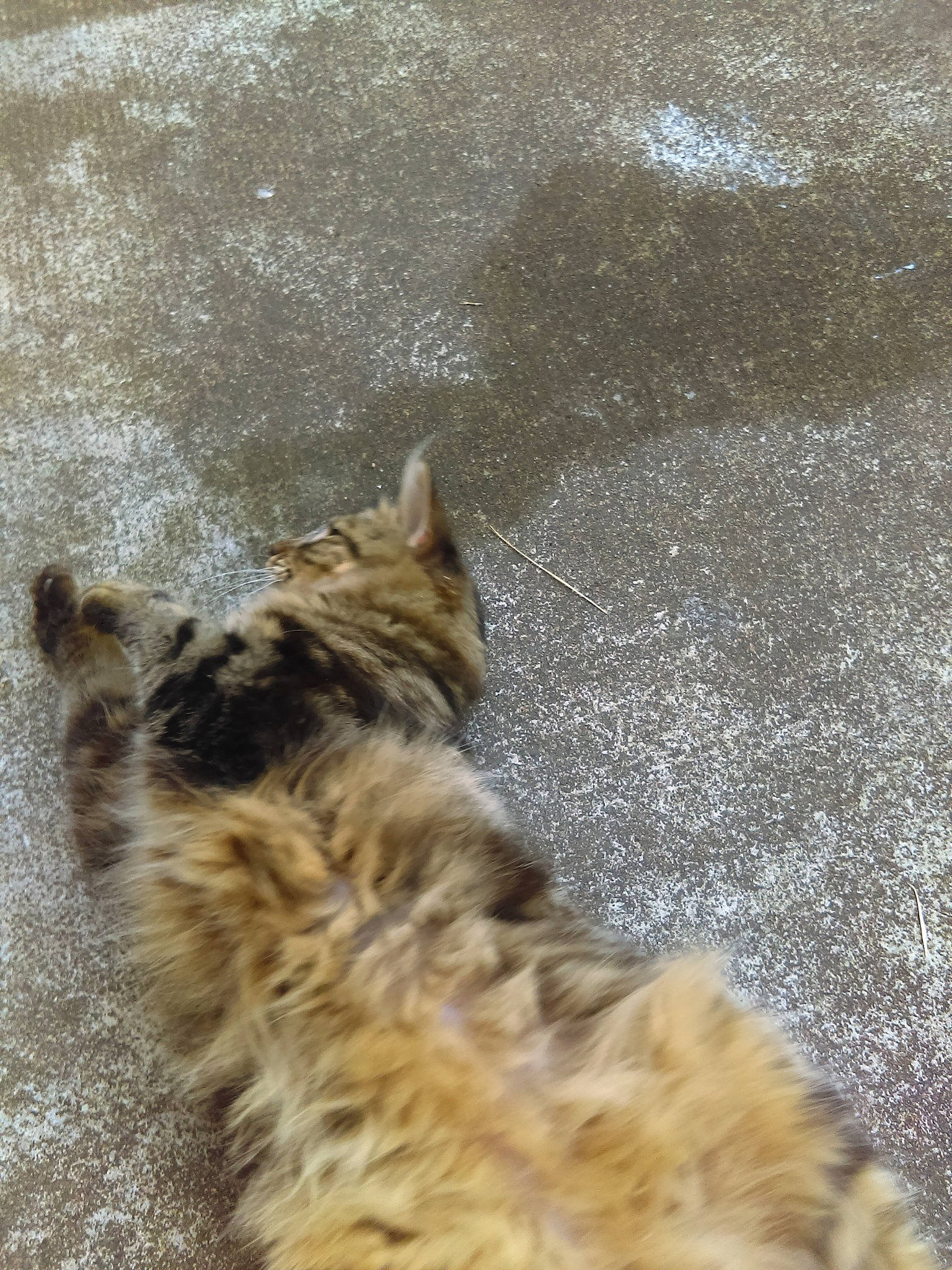 Iona participe au concours pour gagner de l'argent avec cette photo : american_bobtail, bengal, carnivore, cat, dragon_li, european_shorthair, fawn, felidae, fur, kitten, maine_coon, norwegian_forest_cat, polydactyl_cat, sand, small_to_medium_sized_cats, tabby_cat, tail, whiskers, wild_cat, wildlife