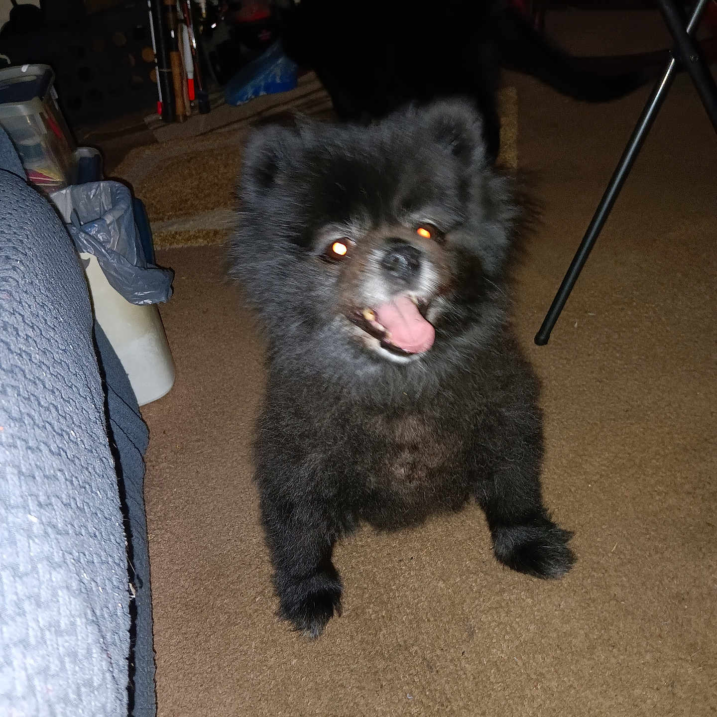Cassie Grace is registered to the contest to win money with this photo: animal, black_dog, canine, carpet, cute, dog, domestic, excited, flash, floor, furniture, glowing_eyes, happy, household_items, indoor, living_room, pet, room, small_dog, tongue_out