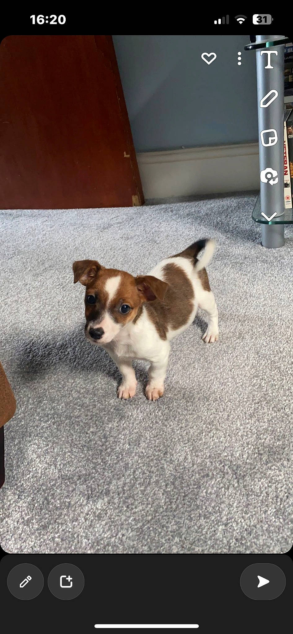 Banjo is registered to the contest to win money with this photo: asphalt, canidae, carnivore, companion_dog, dog, dog_breed, fawn, flooring, fur, paw, puppy, road, road_surface, sidewalk, sporting_group, tail, terrestrial_animal, toy_dog, whiskers, working_animal