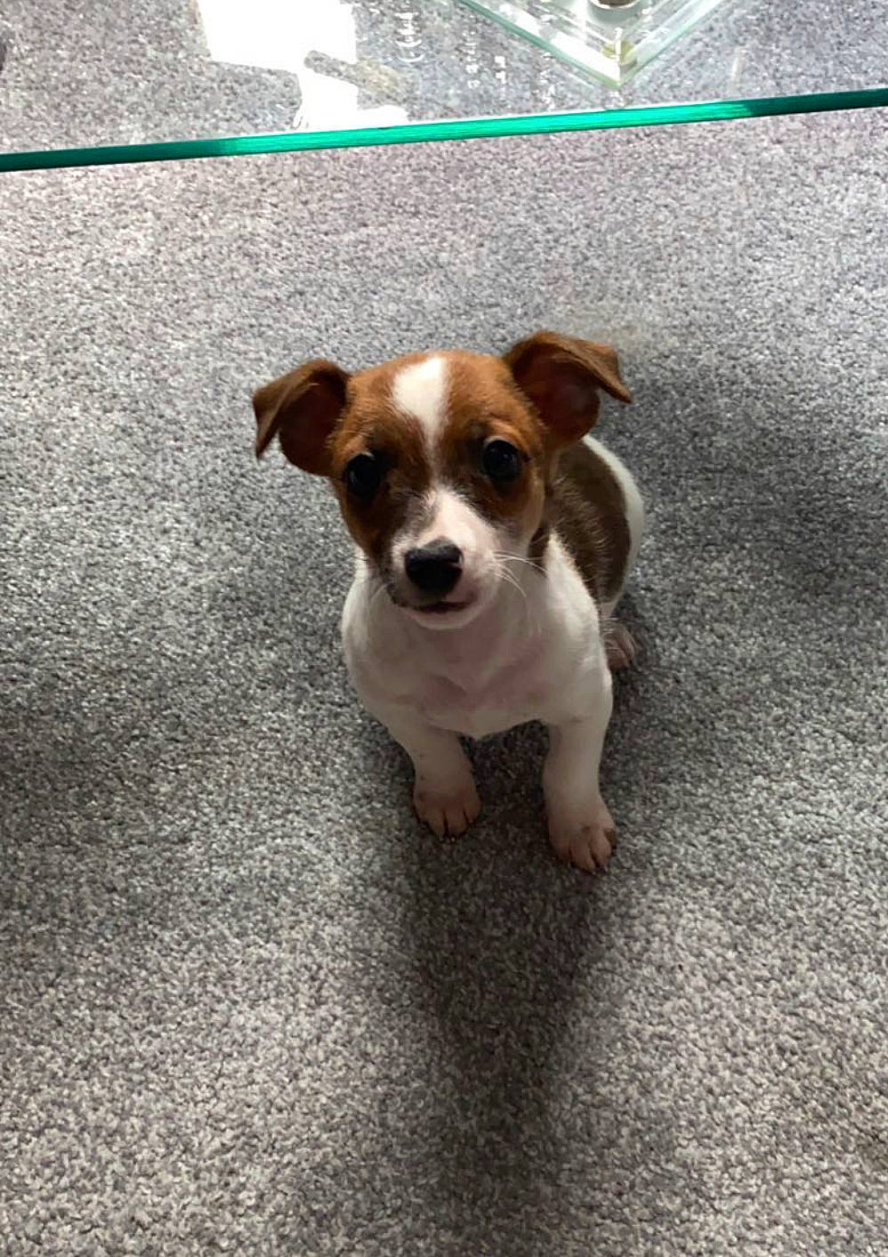 Banjo joined the competition — help win amazing prizes! asphalt, canidae, carnivore, companion_dog, dog, dog_breed, fawn, flooring, irishjacks, paw, puppy, road_surface, snout, sporting_group, whiskers, working_animal