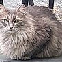 cat, long_hair, fluffy, animal, pet, outdoor, concrete, chair_leg, fur, whiskers, ears, eyes, mammal, sitting, close_up, gray, nature, portrait, feline, quiet