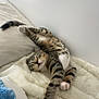 cat, kitten, tabby, sleeping, stretching, paws, feline, pet, resting, blanket, soft, cozy, indoor, bed, fur, whiskers, relaxed, cute, animal, domestic