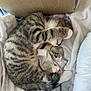 cat, tabby, sleeping, paw, blanket, cardboard_box, feline, pet, cozy, indoor, cute, resting, striped, fur, whiskers, animal, domestic, comfort, relaxed, bed