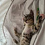kitten, cat, sleeping, bed, blanket, tabby, fur, paws, cute, pet, domestic_animal, relaxing, cozy, animal, whiskers, adorable, indoor, nap, soft, young