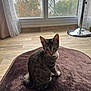 cat, tabby_cat, pet, indoor, floor, mat, window, curtains, wooden_floor, animal, feline, looking, sitting, fur, ears, whiskers, tail, home, daylight, cozy
