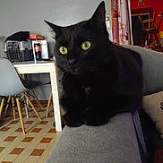 Bob a rejoint le concours — aidez-le/la à gagner de superbes lots ! black_cat, cat, yellow_eyes, indoor, couch, armrest, table, chair, pet_carrier, bottle, floor_tiles, curtains, lamp, home_interior, furniture, domestic_animal, pet, relaxed, animal, closeup