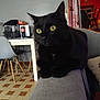 black_cat, cat, yellow_eyes, indoor, couch, armrest, table, chair, pet_carrier, bottle, floor_tiles, curtains, lamp, home_interior, furniture, domestic_animal, pet, relaxed, animal, closeup
