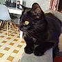 Bob participe au concours pour gagner de l'argent avec cette photo : cat, black_cat, yellow_eyes, pet, indoor, furniture, couch, armrest, floor, tile_floor, chair, table, domestic_animal, whiskers, fur, side_view, animal, relaxed, home, curious
