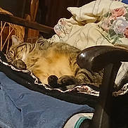 Pistache a rejoint le concours — aidez-le/la à gagner de superbes lots ! animal, blanket, cat, chair, comfort, cozy, cute, domestic, feline, floral, fur, home, indoor, nap, pet, pillow, relaxing, resting, sleeping, tabby