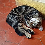 Toto a rejoint le concours — aidez-le/la à gagner de superbes lots ! animal, cat, cozy, curled_up, feline, floor, fur, hexagonal_tiles, indoor, paw, peaceful, pet, quiet, red_floor, resting, sleeping, tabby, tile_floor, whiskers, yellow_wall