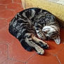 animal, cat, cozy, curled_up, feline, floor, fur, hexagonal_tiles, indoor, paw, peaceful, pet, quiet, red_floor, resting, sleeping, tabby, tile_floor, whiskers, yellow_wall