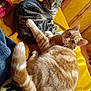 Toto a rejoint le concours — aidez-le/la à gagner de superbes lots ! cat, tabby_cat, orange_cat, pets, feline, indoor, blanket, yellow_blanket, cozy, resting, curious, fur, whiskers, ears, tail, domestic_animal, cute, companion, relaxing, animal