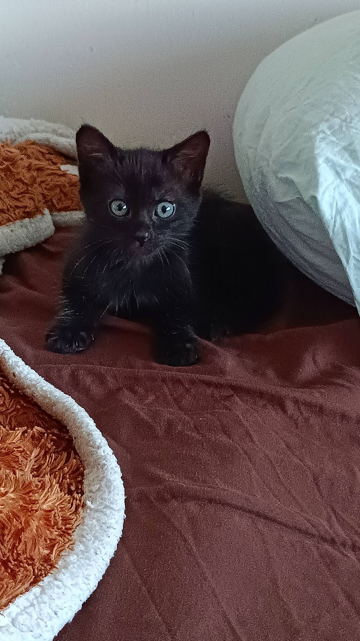 Cono participe au concours pour gagner de l'argent avec cette photo : black_cat, bombay, carnivore, cat, cat_supply, comfort, domestic_short_haired_cat, door_mat, fawn, felidae, flooring, fur, grey, ingredient, paw, small_to_medium_sized_cats, snout, tail, terrestrial_animal, whiskers