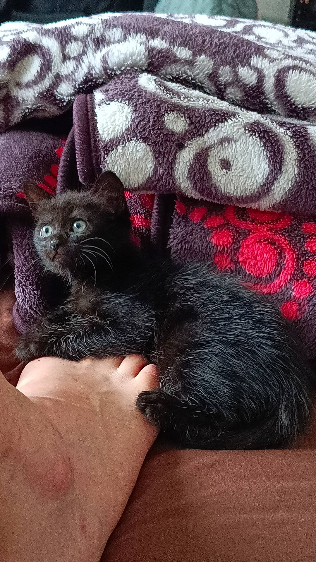 Cono a rejoint le concours — aidez-le/la à gagner de superbes lots ! black_cat, carnivore, comfort, companion_dog, dog_breed, fawn, felidae, foot, fur, gesture, grey, linens, magenta, nail, pattern, paw, sleeve, small_to_medium_sized_cats, sporting_group, whiskers