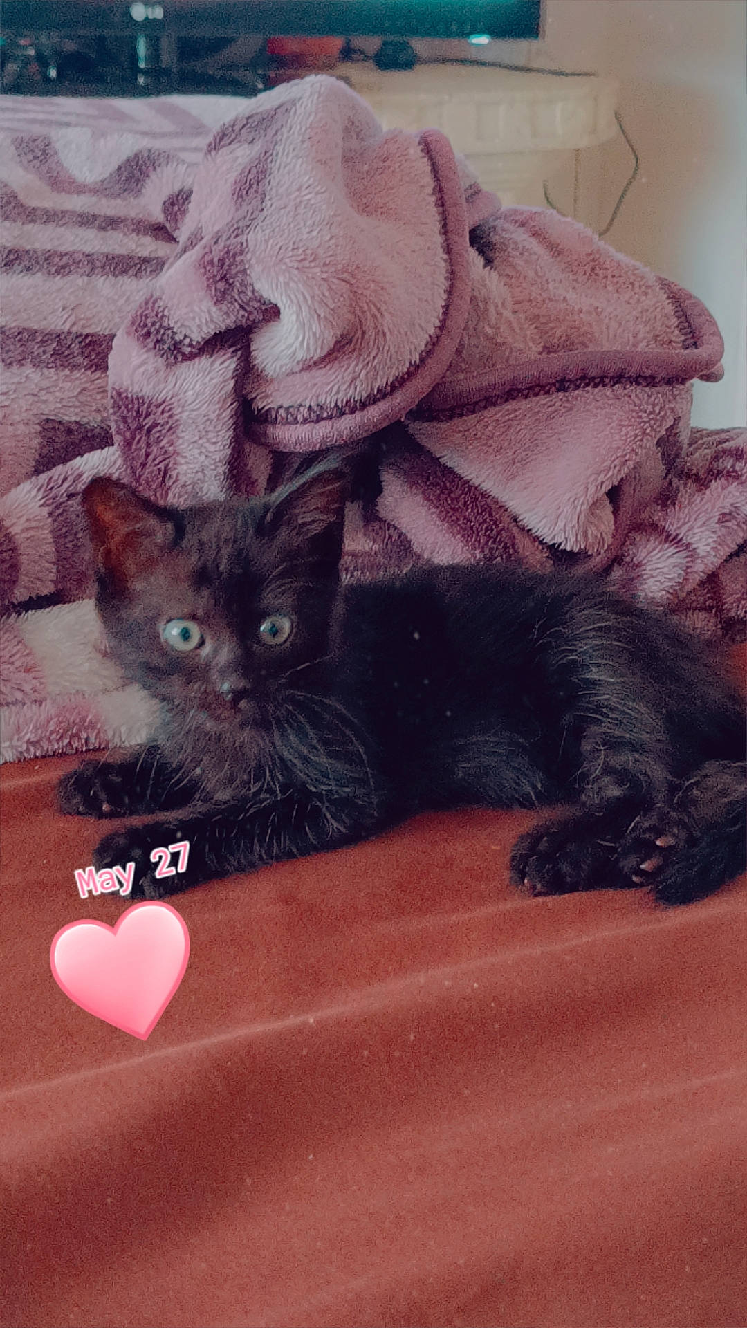 Cono a rejoint le concours — aidez-le/la à gagner de superbes lots ! carnivore, cat, cat_bed, cat_supply, claw, comfort, domestic_short_haired_cat, fawn, felidae, fur, linens, magenta, pattern, paw, photo_caption, small_to_medium_sized_cats, snout, tail, whiskers