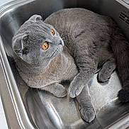 Teddy is registered to the contest to win money with this photo: amber_eyes, animal, cat, close_up, curious, cute, domestic_animal, feline, fur, gray_cat, indoor, kitchen, laying_down, metal_surface, paw, pet, relaxed, resting, sink, whiskers