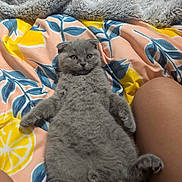 Teddy is registered to the contest to win money with this photo: kitten, cat, gray_cat, fluffy, pet, animal, lying_down, blanket, colorful_blanket, floral_pattern, cozy, relaxed, cute, indoor, feline, soft, paws, ears, whiskers, bed