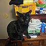 black_cat, cat, yellow_eyes, wooden_dresser, clutter, boxes, papers, crate, indoor, furniture, pet, curious, sitting, animal, domestic, feline, tabletop, messy, closeup, household