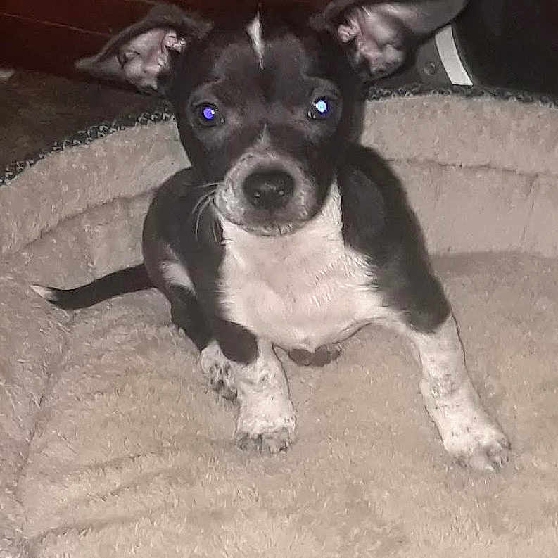 Ninja Best is registered to the contest to win money with this photo: art, boston_terrier, canidae, carnivore, collar, companion_dog, dog, dog_breed, dog_clothes, dog_collar, fawn, fur, non_sporting_group, paw, snout, sporting_group, tail, toy_dog, whiskers, working_animal