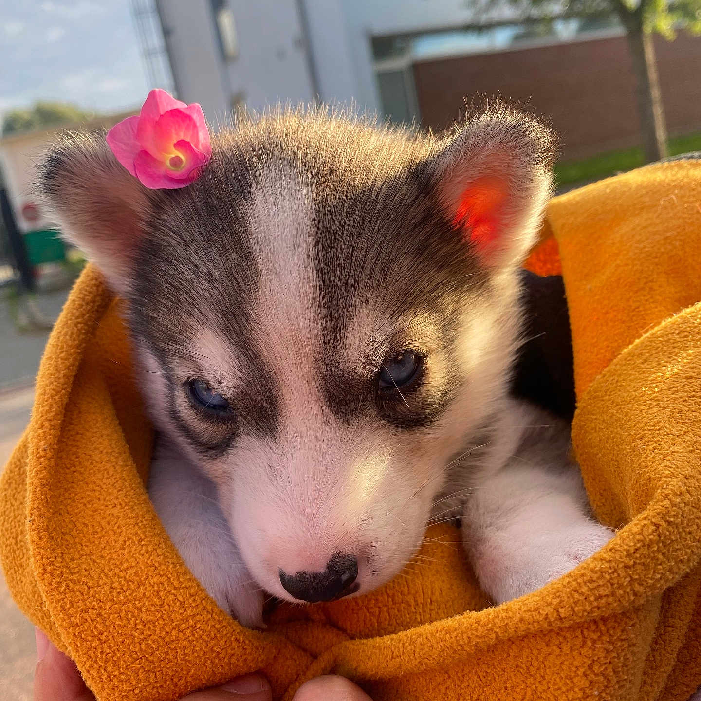 Sky a rejoint le concours — aidez-le/la à gagner de superbes lots ! animal, architecture, blanket, building, canine, dog, eskimodog, face, flower, head, husky, outdoors, person, pet, petal, photography, plant, portrait, puppy, shelter