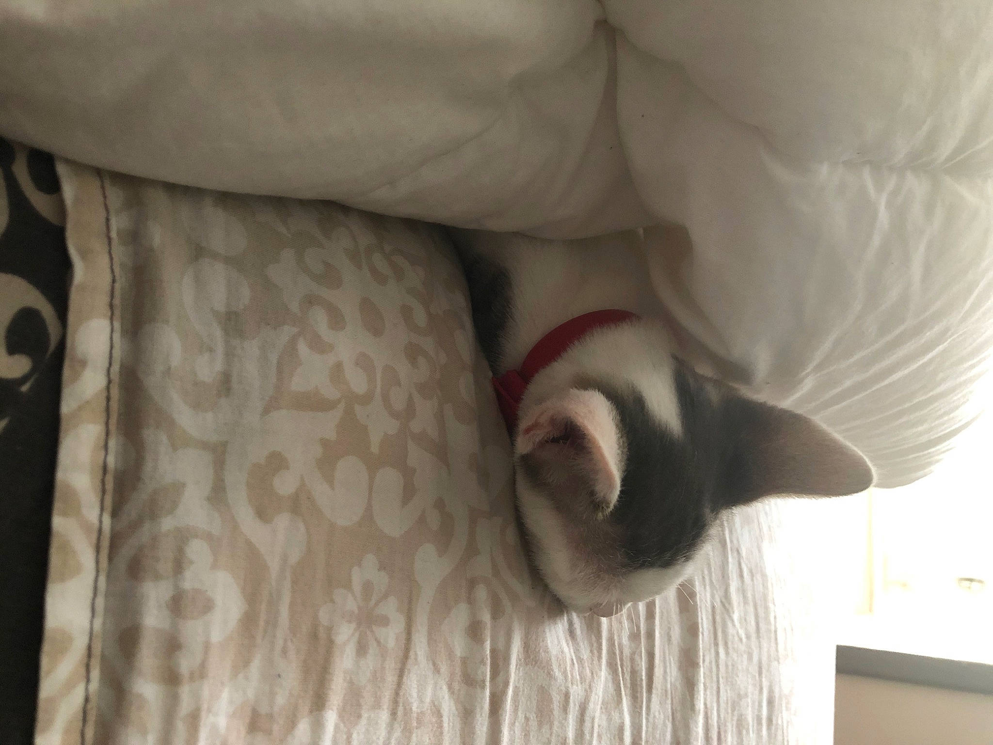 Raya participe au concours pour gagner de l'argent avec cette photo : carmine, carnivore, cat, comfort, companion_dog, couch, domestic_short_haired_cat, fawn, felidae, flooring, fur, grey, hardwood, human_leg, linens, small_to_medium_sized_cats, snout, tail, whiskers, wood