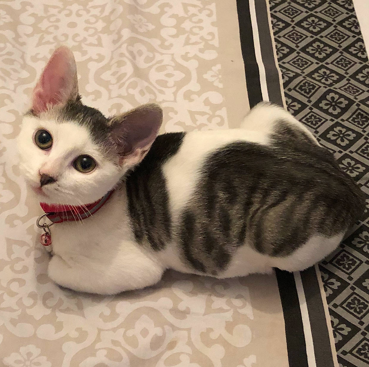 Raya
