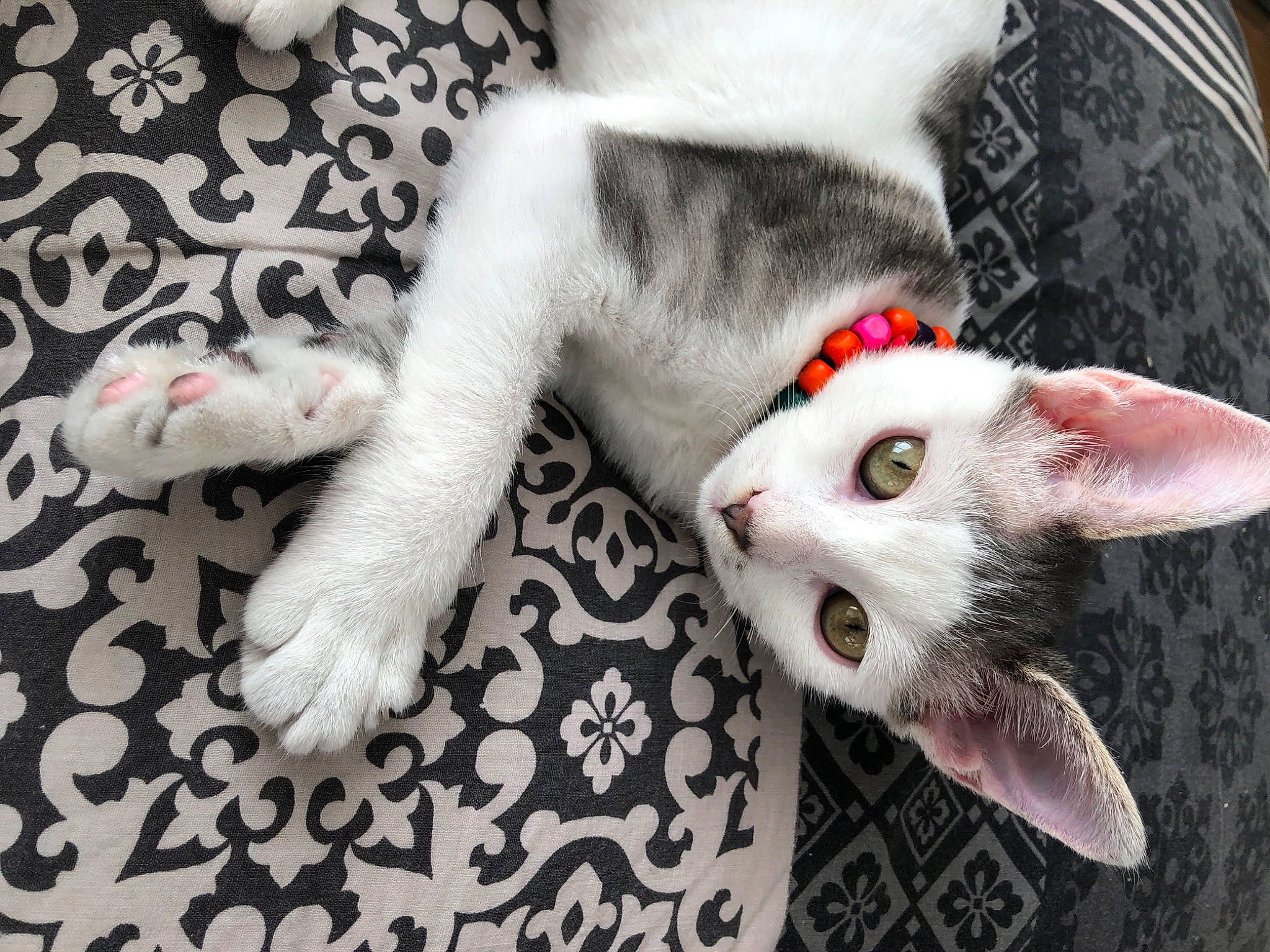 Raya participe au concours pour gagner de l'argent avec cette photo : carnivore, cat, claw, domestic_short_haired_cat, fang, felidae, fur, musical_instrument, nail, paw, small_to_medium_sized_cats, snout, tail, whiskers