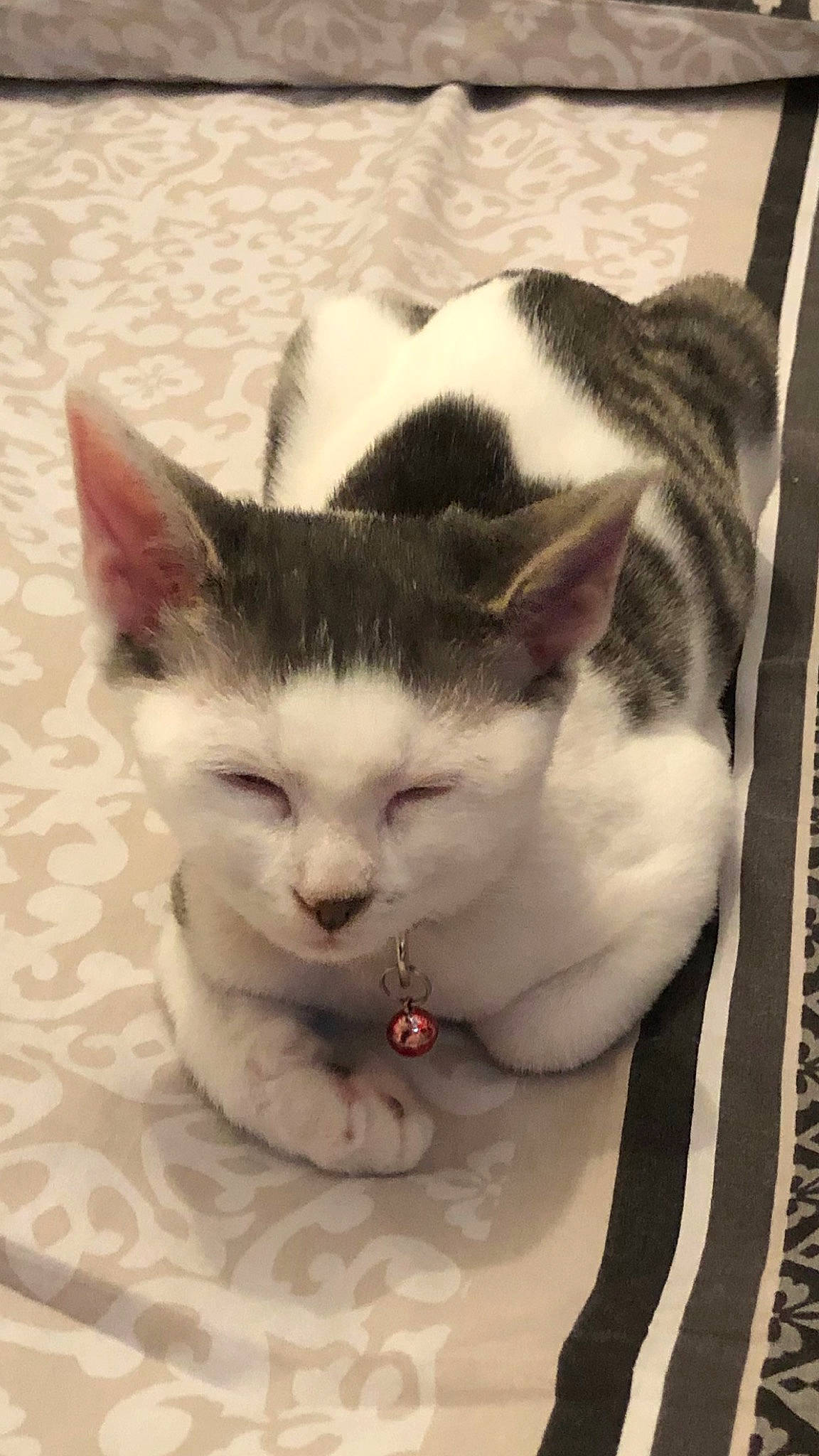 Raya participe au concours pour gagner de l'argent avec cette photo : box, carnivore, cat, cat_supply, claw, comfort, domestic_short_haired_cat, felidae, fur, paw, pet_supply, photo_caption, small_to_medium_sized_cats, snout, tail, whiskers