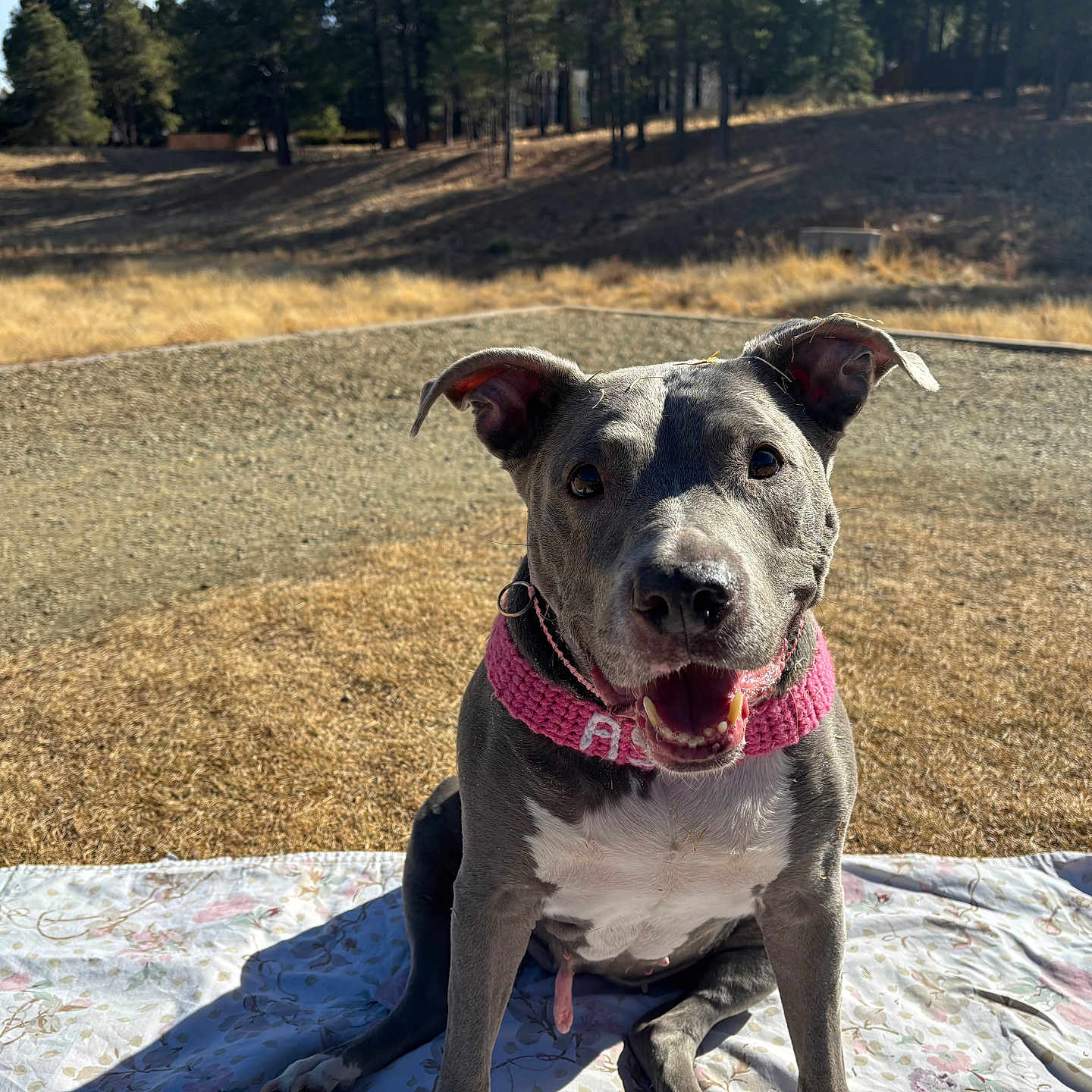 Asul joined the competition — help win amazing prizes! animal, blanket, canine, collar, daytime, dog, ears, field, fur, grass, happy, muzzle, nature, outdoor, pet, sitting, smiling, sunlight, tongue, trees