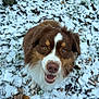 Ryuk a rejoint le concours — aidez-le/la à gagner de superbes lots ! dog, brown, white, snow, outdoor, grass, leaf, animal, happy, pet, canine, nature, winter, fur, smiling, closeup, playful, cute, friendly, portrait