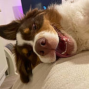 Ryuk a rejoint le concours — aidez-le/la à gagner de superbes lots ! dog, close_up, indoor, couch, happy, mouth_open, fur, nose, pet, canine, relaxed, lying_down, ear, tongue, home, radiator, floor, comfort, animal, cute