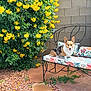dog, corgi, bench, floral_cushion, yellow_flowers, bush, brick_wall, backyard, outdoor, pet, sunny, greenery, plants, garden, stone_path, fence, leafy, nature, animal, resting