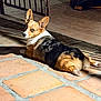Gayle joined the competition — help win amazing prizes! dog, corgi, pet, animal, canine, laying_down, looking_back, ears_up, tile_floor, shadow, sunlight, outdoor, fence, brown, black, white, curious, relaxed, domestic_animal, paw