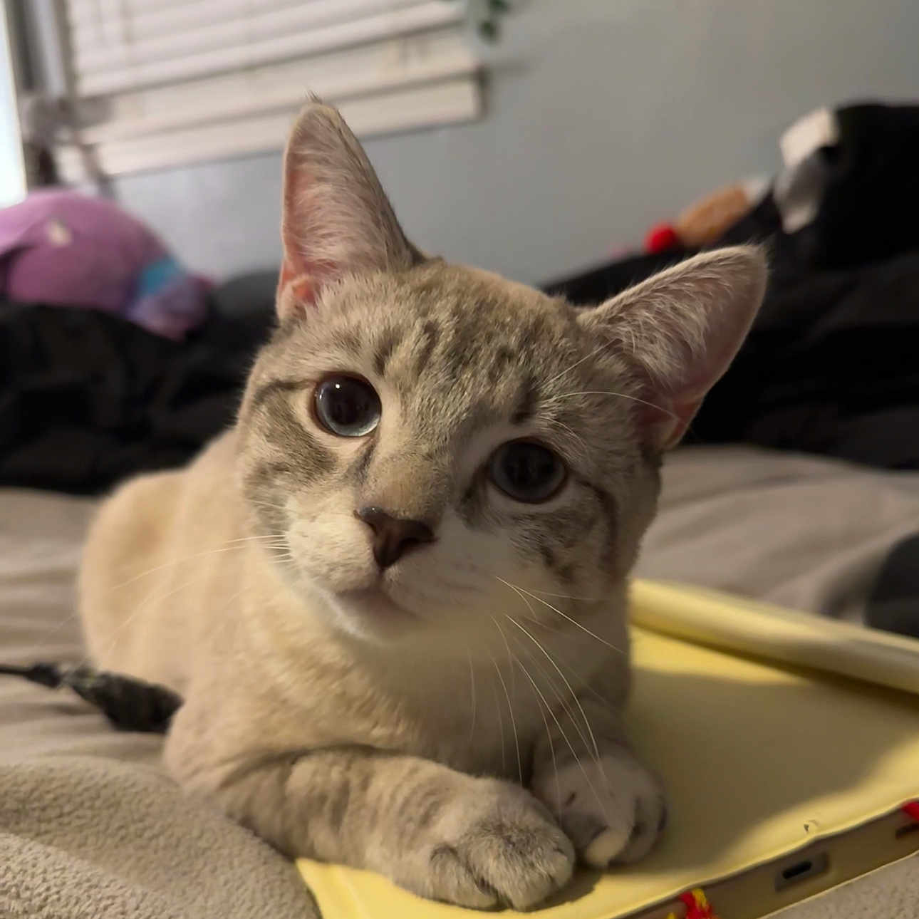 Mr Milo joined the competition — help win amazing prizes! bed, blurred_background, cat, closeup, cozy, curious, cute, domestic_animal, ears, eyes, feline, indoor, laptop, paws, pet, relaxed, resting, soft_light, tabby, whiskers