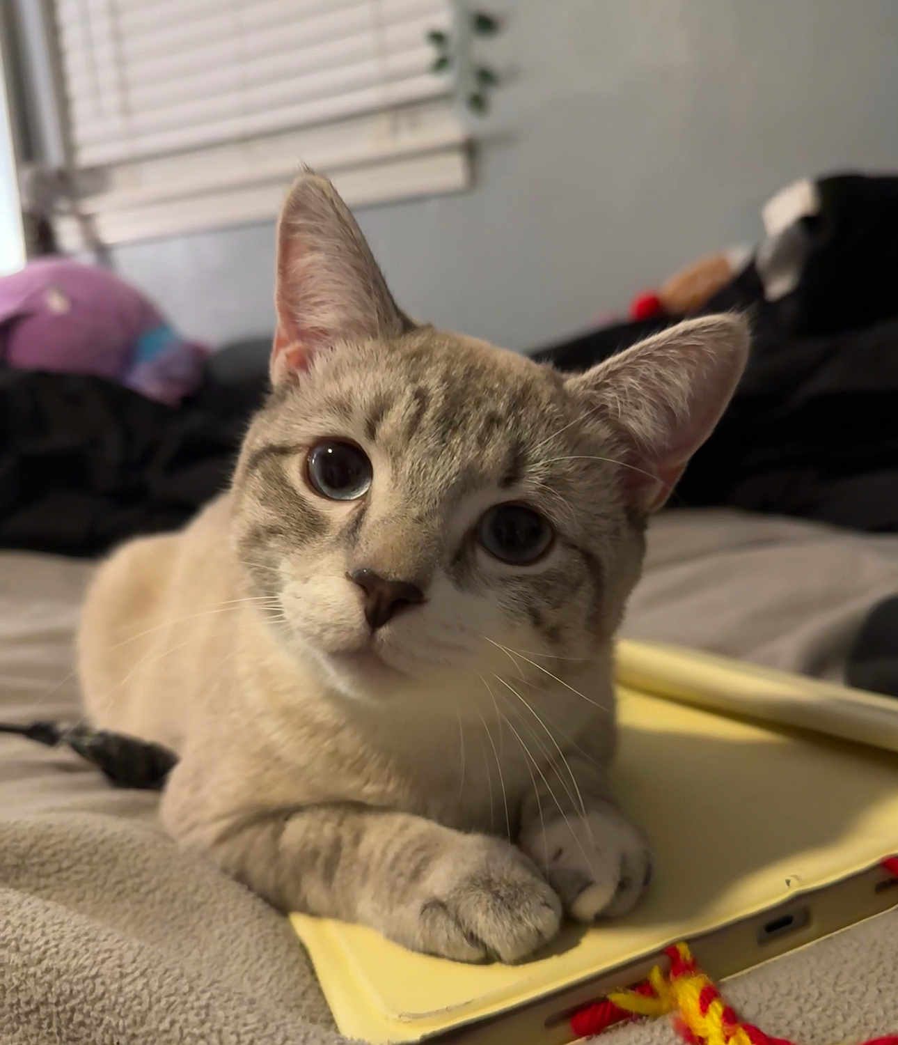 Mr Milo joined the competition — help win amazing prizes! cat, feline, pet, indoor, bed, laptop, curious, paws, resting, closeup, soft_light, domestic_animal, cozy, blurred_background, cute, whiskers, tabby, ears, eyes, relaxed